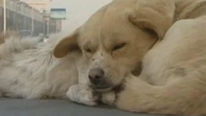 Verný psík nechcel opustiť svojho kamaráta. 