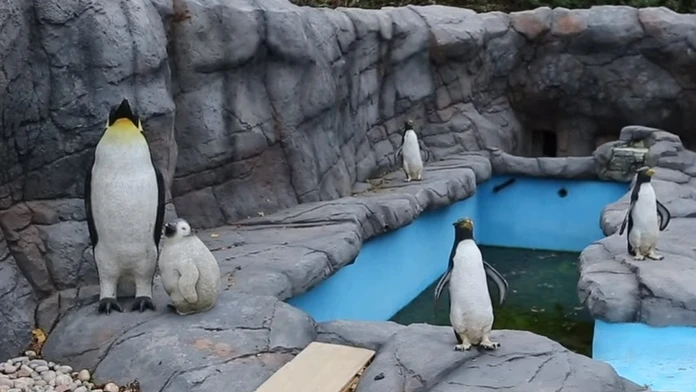 Umelohmotné tučniaky v anglickej ZOO.