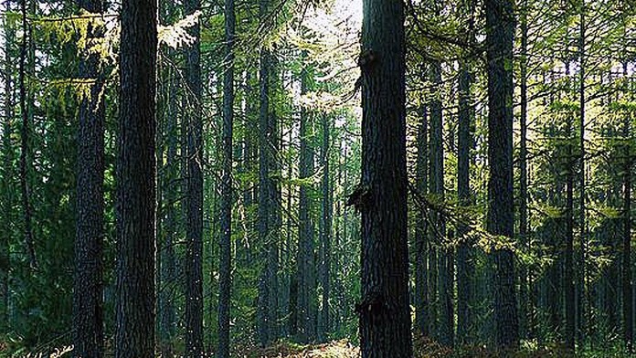 stromy_objimanie20116431.jpg