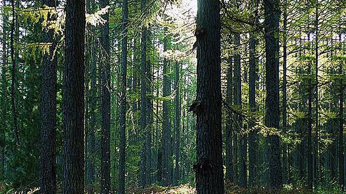 stromy_objimanie20116431.jpg