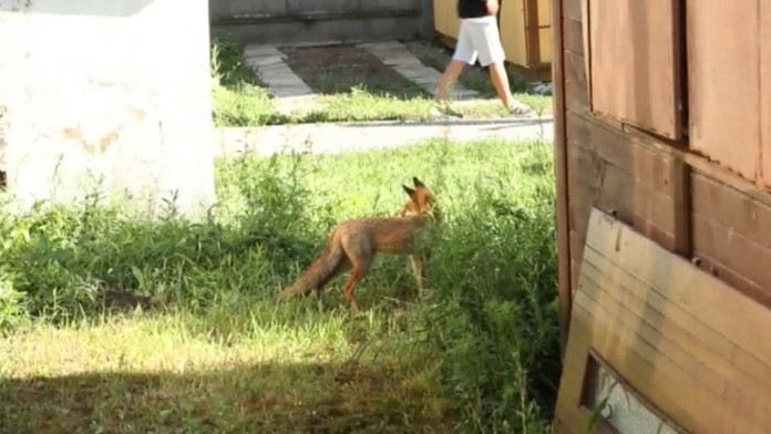 Líšky v autocampingu.