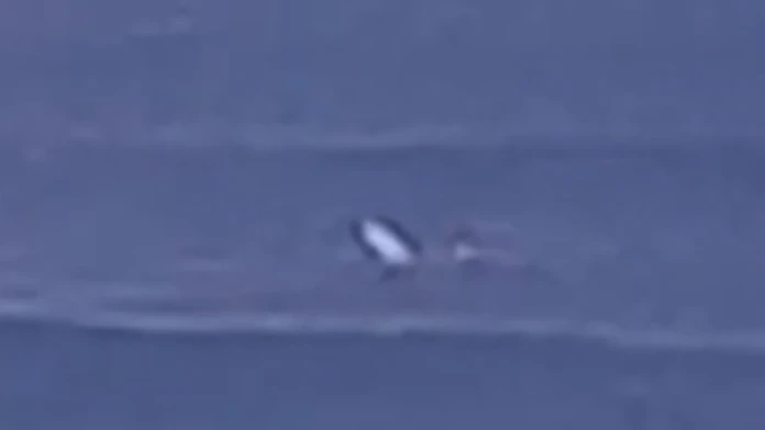 VIDEO: Na mladíka pri vyhlásenej lokalite v Austrálii zaútočil veľký žralok. Zranený preplával 600 metrov