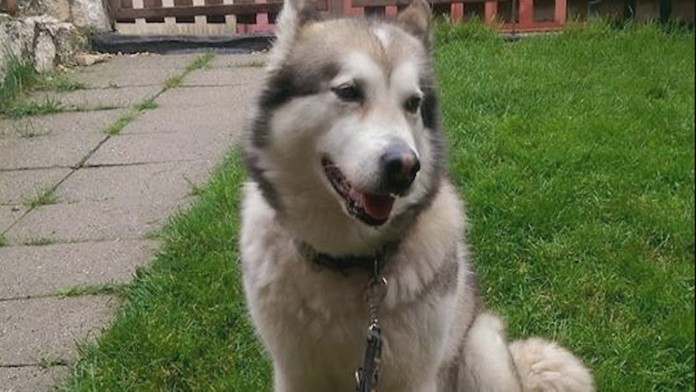 Pes bol domácim miláčikom.