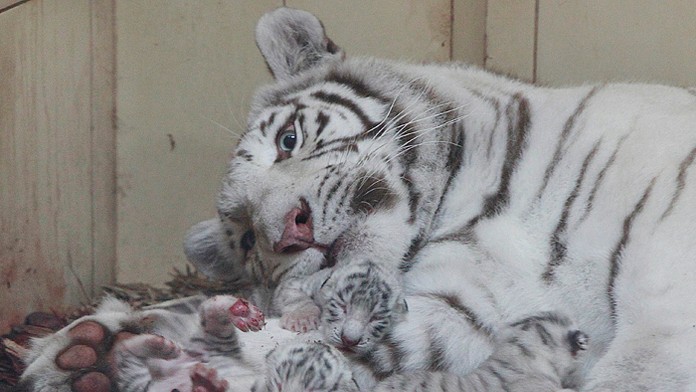 Tri mláďatá bieleho bengálskeho tigra ležia so svojou matkou Mandzi krátko po narodení v súkromnej zoo v poľskom Borysewe.