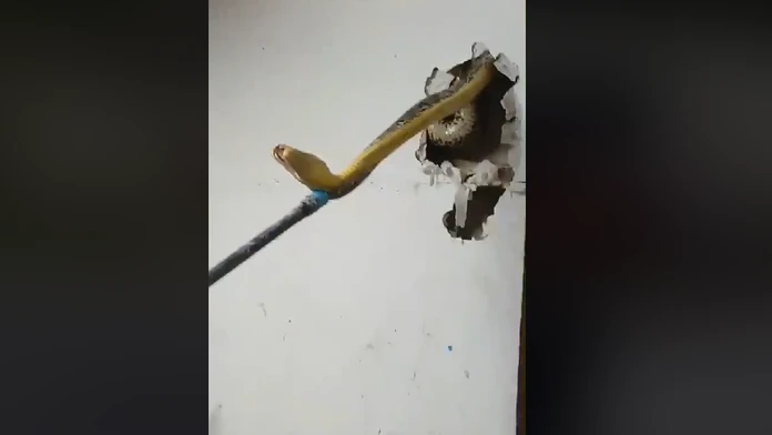 Had sa zrejme ukryl v stene pred dažďom. 