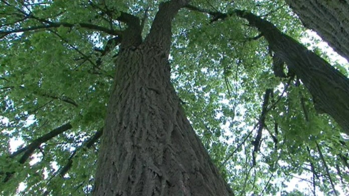 17 PD Problematicka lipa.transferweb_jpg_bez_watermarku_1.jpg