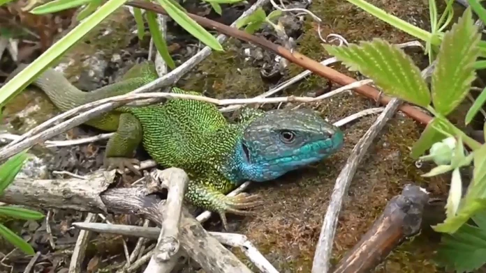 jašterica