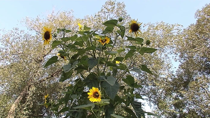Megaslnečnica.