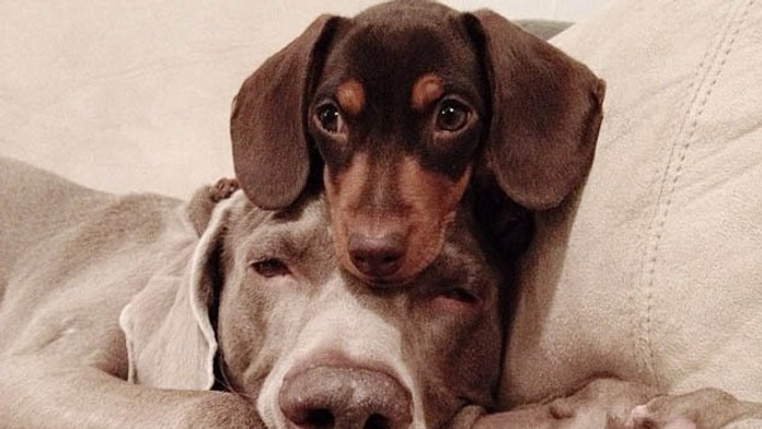 Psy- hviezdy internetu