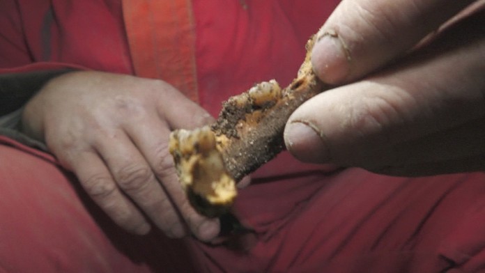 Jedna z nájdených kostí.