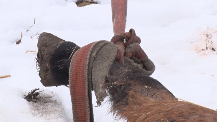 Úbohé zviera pre istotu uviazali o strom.