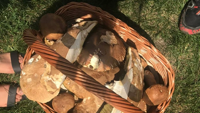 Hríby nazbierané v okolí Borinky na západe Slovenska