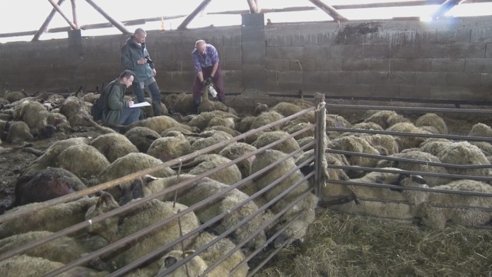 Medvede zabíjali ovce na družstve