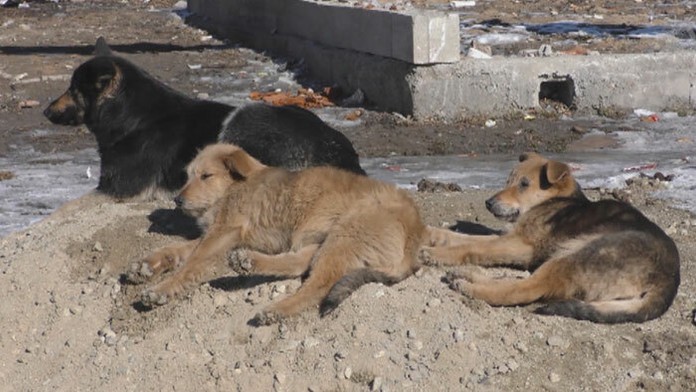 Túlavé psy v obci Rakúsy