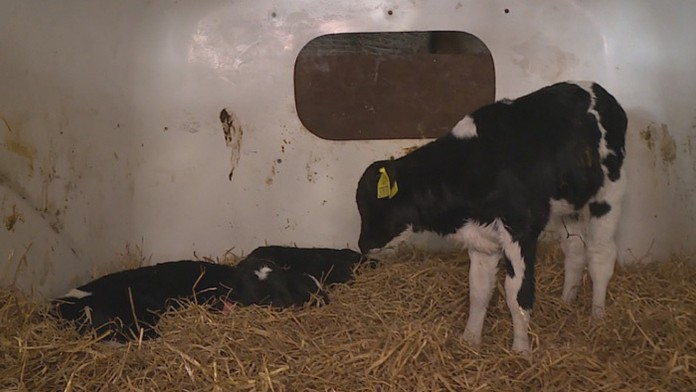 České teliatka-trojčatá.