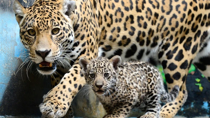 Mláďa jaguára amerického Wakara zahynulo.