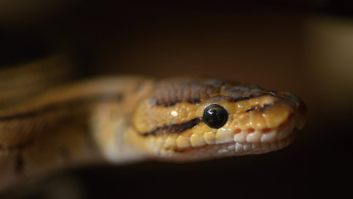 Pytón kráľovský - ilustračná snímka