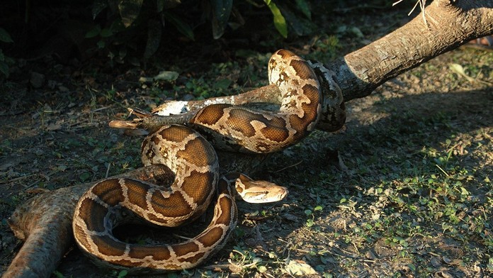 pytón