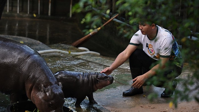 Mláďa hrocha sa stalo fenoménom. Je inšpiráciou pre oblečenie aj kozmetiku