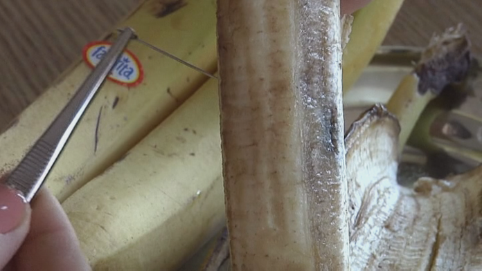 Ihla v banáne v Litve