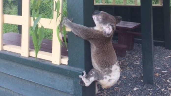 Nechutné zverstvo v Austrálii. Koalu priklincovali k drevenému stĺpu