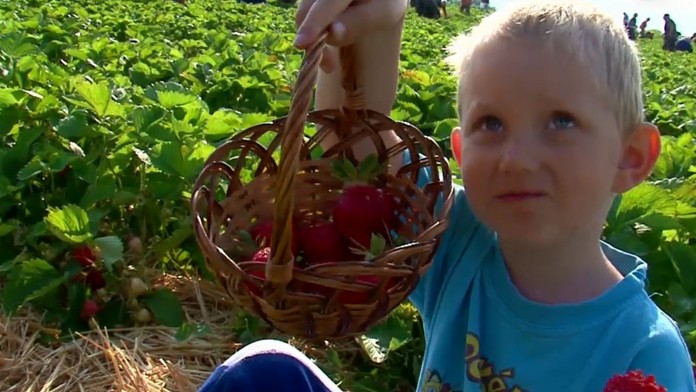 V Dvoroch nad Žitavou sa začal samozber. Na lacné jahody sa vrhli stovky ľudí