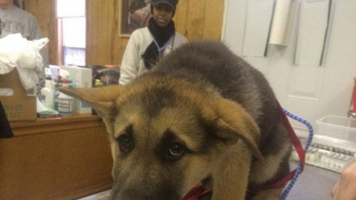 1414512529566_wps_32_IT_S_the_animal_equivalen.jpg