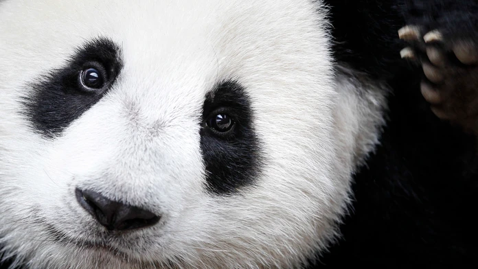 Panda veľká už nepatrí medzi ohrozené druhy.