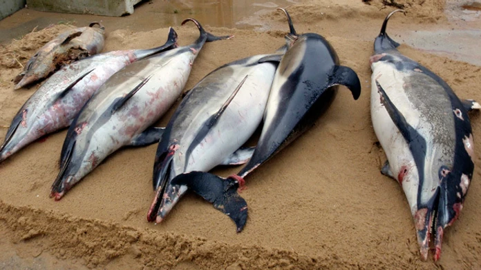 Na archívnej snímke zo 7. marca 2019 uhynuté delfíny z Atlantického oceána.