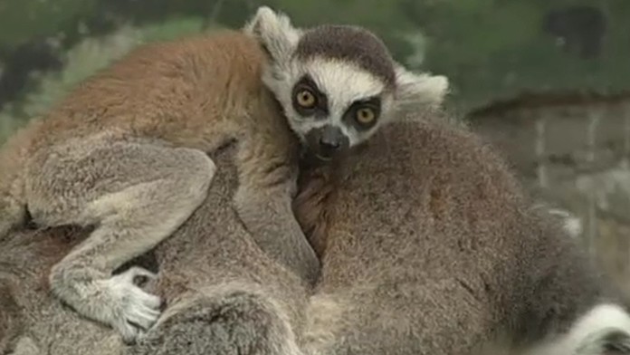 lemur.jpg