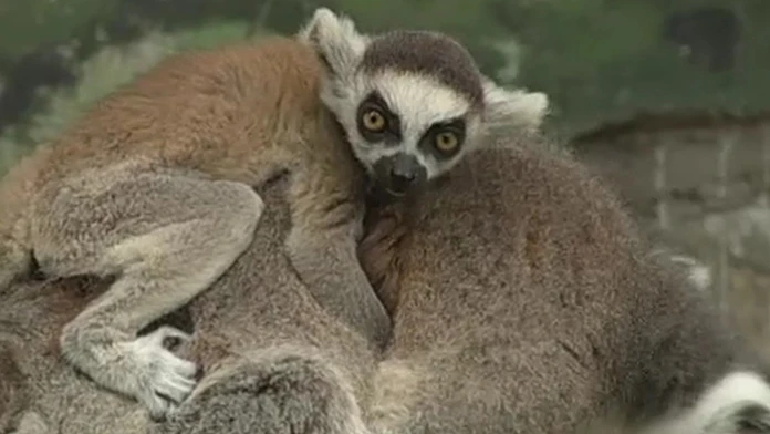 lemur.jpg