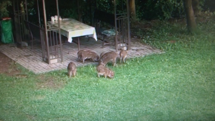 Diviakov sa ľudia boja a volajú políciu.