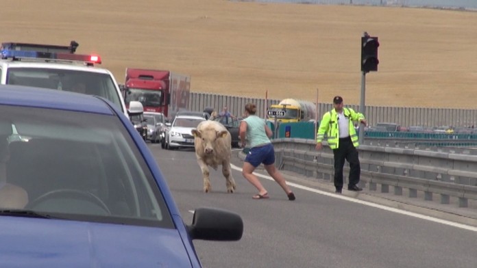 Zviera sa nedarilo chytiť.