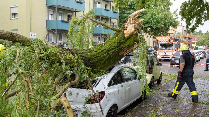 Strom spadnutý na auto.