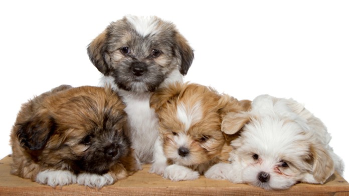 Šteniatka - ilustračná snímka