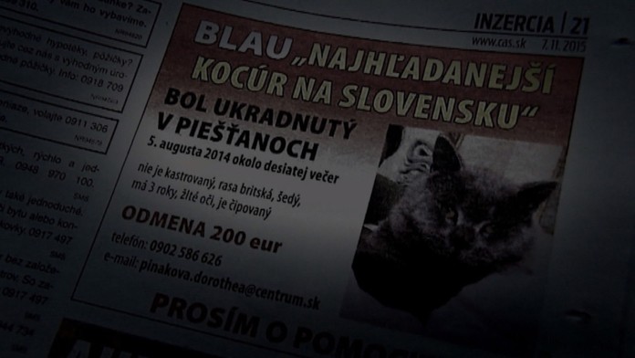 Kocúr Blau.
