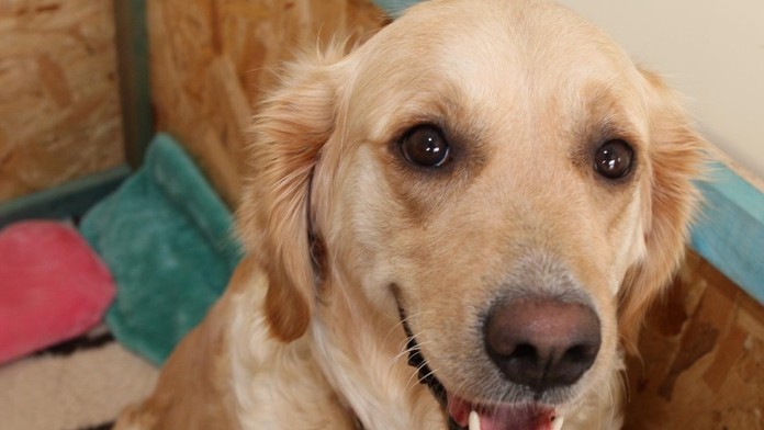 Trojročná Rio priviedla na svet deväť šteniatok