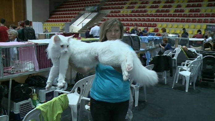 Mainská mývalia mačka.