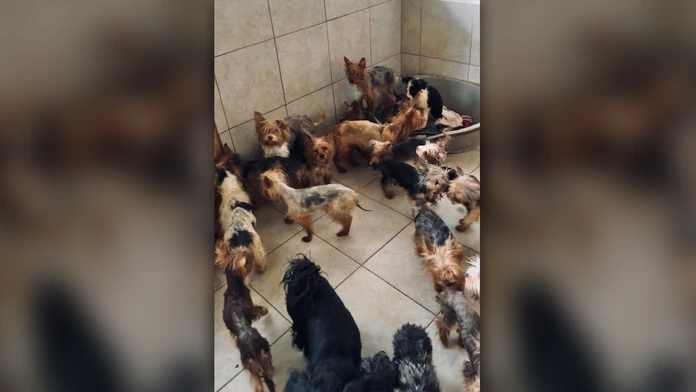 Žena pri V. Krtíši chovala v otrasných priestoroch desiatky psov. Objavili tam aj výskyt nákazlivého ochorenia