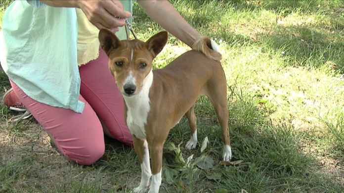19 LV psie plemeno basenji.transferweb_jpg_bez_watermarku_1.jpg