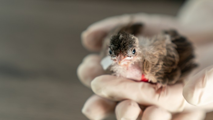 Malý vtáčik v rukách. 