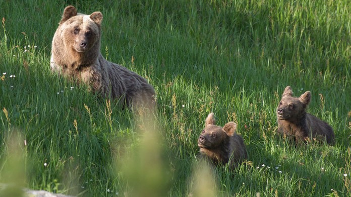 Medvedicu s dvoma mladými premiestnil do záveru Tichej doliny.