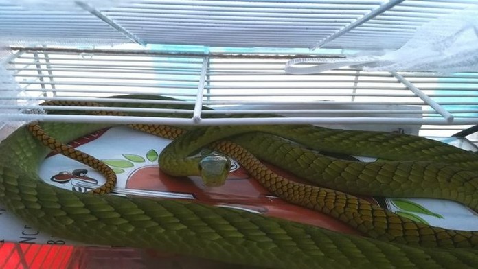 V Prahe pátrajú po mambe zelenej