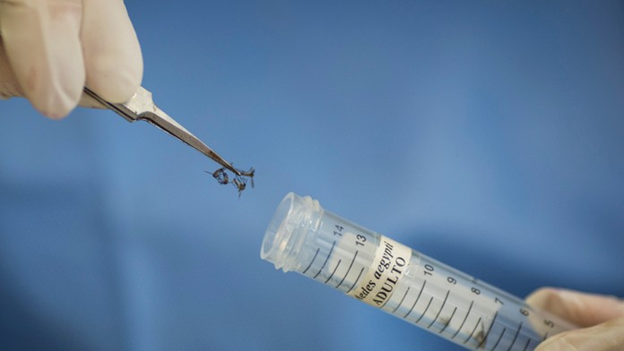 Infekcia sa prenáša bodnutím komára rodu aedes aegypti.