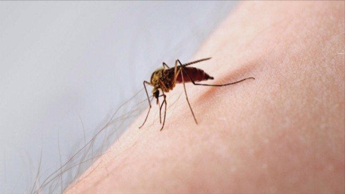 komáre si obete vyberajú.jpg