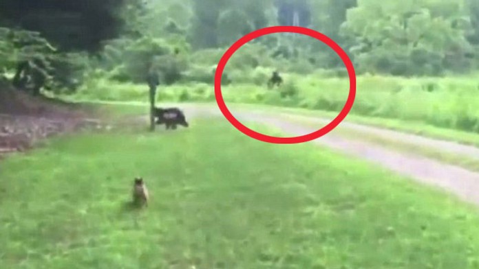 yeti.jpg