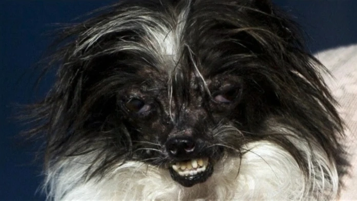 REUTERS_usa-ugliest_dog_142web_jpg_bez_watermarku_1.jpg