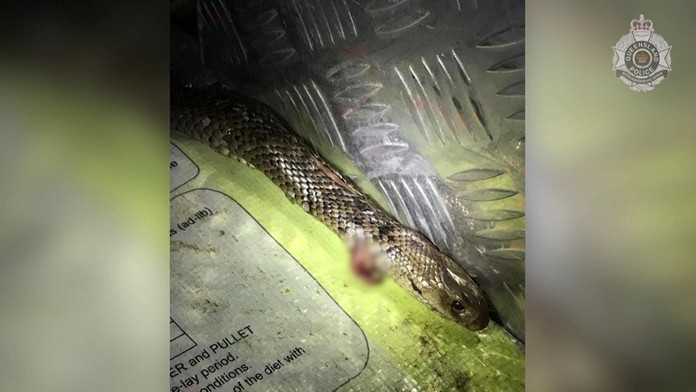 Trumpov míting v Tulse