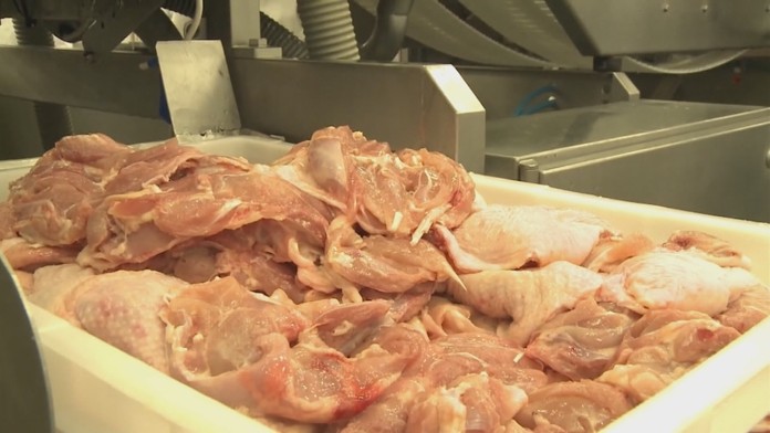 Odhalili ďalšie prípady salmonelózy na Slovensku