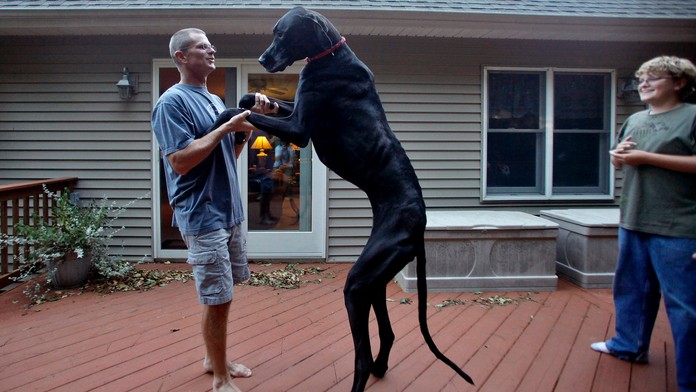 Doga Zeus